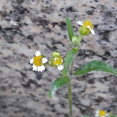 Galinsoga quadriradiata