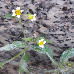Galinsoga quadriradiata