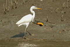 Egretta eulophotes