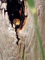 Megachile willughbiella