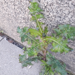 Sonchus asper