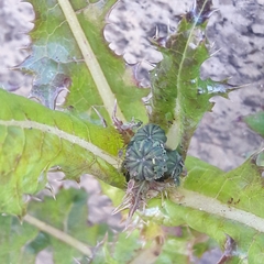 Sonchus asper