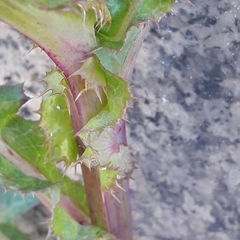 Sonchus asper