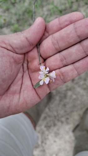 Melochia parvifolia, photograph 3