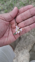 Melochia parvifolia, photograph Artur Alves, CC BY, iNaturalist via GBIF