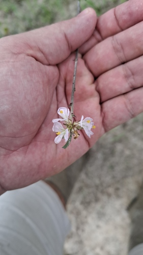 Melochia parvifolia, photograph 4