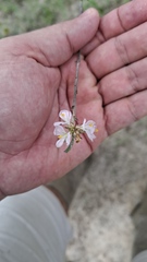Melochia parvifolia, photograph Artur Alves, CC BY, iNaturalist via GBIF