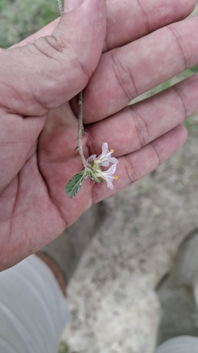 Melochia parvifolia, photograph 5