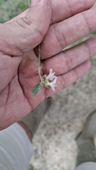 Melochia parvifolia, photograph Artur Alves, CC BY, iNaturalist via GBIF