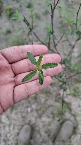 Melochia parvifolia, photograph 6