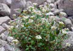 Spiraea decumbens