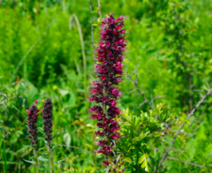 Pontechium maculatum