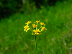 Tephroseris integrifolia