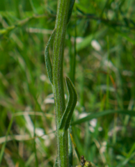 Tephroseris integrifolia