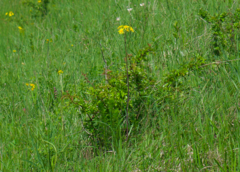 Tephroseris integrifolia