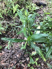 Pseudelephantopus spicatus