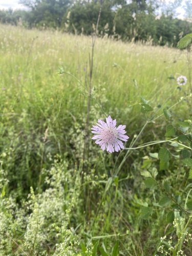 Knautia integrifolia (Knautia integrifolia)