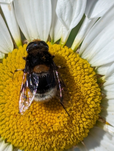 Furry Dronefly photo 5