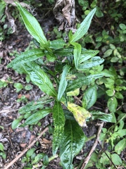 Pseudelephantopus spicatus