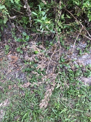 Pseudelephantopus spicatus