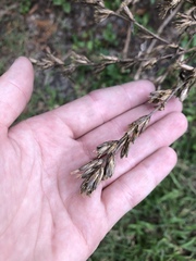 Pseudelephantopus spicatus