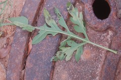 Leucospilapteryx venustella