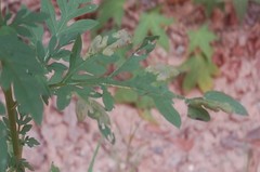 Leucospilapteryx venustella