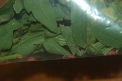 Leucospilapteryx venustella