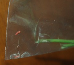 Leucospilapteryx venustella