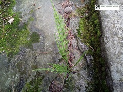 Equisetum arvense