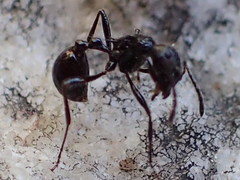Myrmicaria nigra
