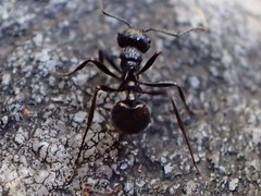 Myrmicaria nigra