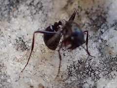 Myrmicaria nigra