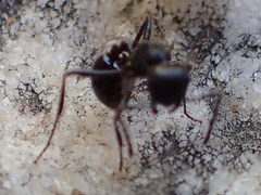 Myrmicaria nigra
