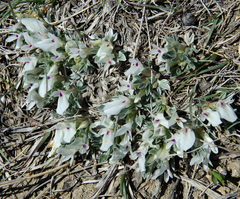 Astragalus gilviflorus