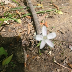 Claytonia
