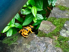 Dendrobates leucomelas