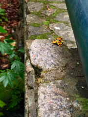 Dendrobates leucomelas