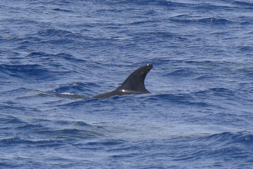 Risso's dolphin