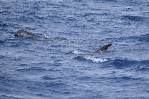 Risso's dolphin