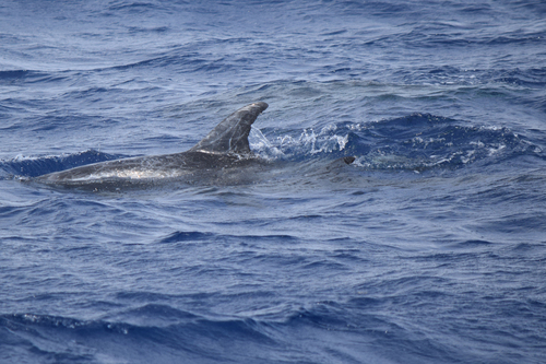 Risso's dolphin