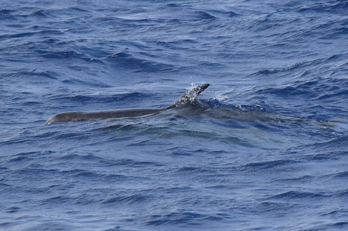 Risso's dolphin