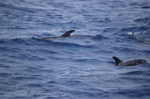 Risso's dolphin