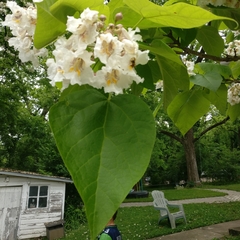 Catalpa