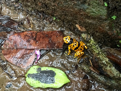 Dendrobates leucomelas