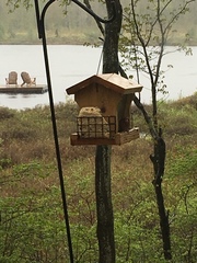 Haemorhous purpureus