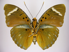Euphaedra preussi preussi