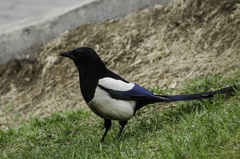 Eurasian Magpie photo 4