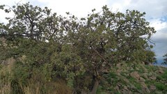 Quercus chihuahuensis