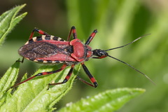 Rhynocoris iracundus